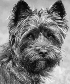 Black And White Black Cairn Terrier Paint By Numbers