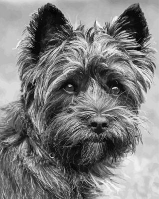 Black And White Black Cairn Terrier Paint By Numbers