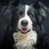 Black And White Welsh Sheepdog Paint By Numbers