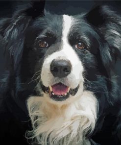 Black And White Welsh Sheepdog Paint By Numbers