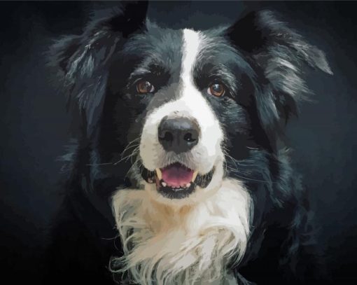 Black And White Welsh Sheepdog Paint By Numbers