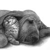 Black And White Sleeping Dog And Cat Art Paint By Numbers