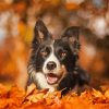 Black Border Collie In Leaves Paint By Numbers