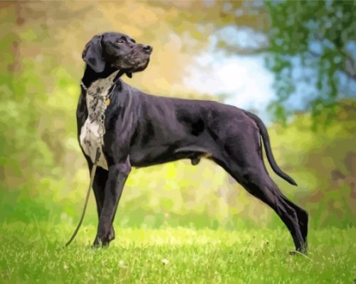 Black Pointing Dog Paint By Numbers