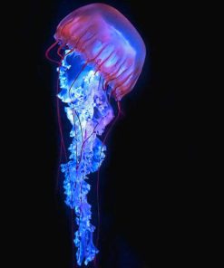 Blue And Purple Jellyfish Paint By Numbers