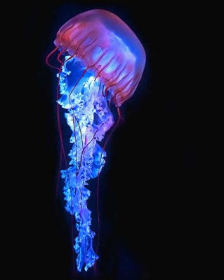 Blue And Purple Jellyfish Paint By Numbers