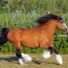 Brown Gypsy Vanner Horse Paint By Numbers