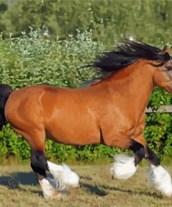 Brown Gypsy Vanner Horse Paint By Numbers