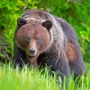 Brown Mountain Bear Paint By Numbers