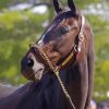 Close Up Zenyatta Racehorse Paint By Numbers