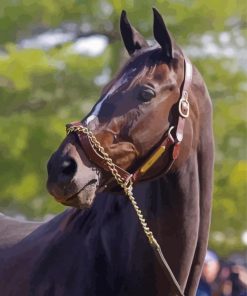 Close Up Zenyatta Racehorse Paint By Numbers