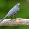 Cool Gray Catbird Paint By Numbers