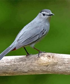 Cool Gray Catbird Paint By Numbers