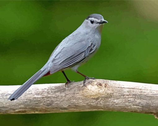 Cool Gray Catbird Paint By Numbers