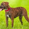 Cool Mountain Cur Dog Paint By Numbers