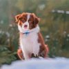 Cute Brown Border Collie Puppy Paint By Numbers