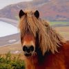 Exmoor Pony Paint By Numbers