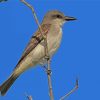 Grey And White Bird On Stick Paint By Numbers