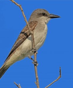 Grey And White Bird On Stick Paint By Numbers