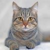 Grey Tabby Cat Paint By Numbers