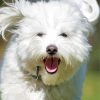 Happy Cotton Tulear Dog Paint By Numbers