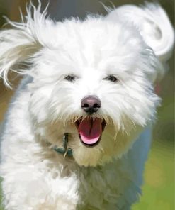 Happy Cotton Tulear Dog Paint By Numbers