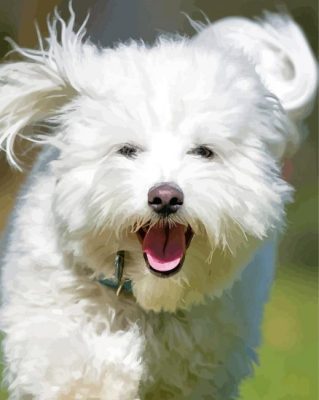 Happy Cotton Tulear Dog Paint By Numbers