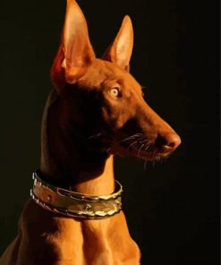 Pharaoh Hound Dog Side Profile Paint By Numbers