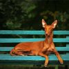 Pharaoh Hound Sitting On A Bench Paint By Numbers