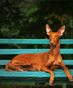 Pharaoh Hound Sitting On A Bench Paint By Numbers