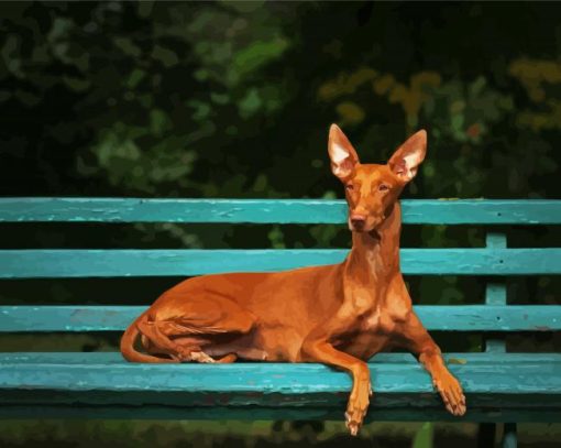 Pharaoh Hound Sitting On A Bench Paint By Numbers