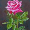 Pink English Rose Paint By Numbers