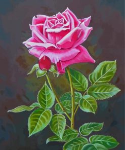 Pink English Rose Paint By Numbers