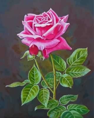 Pink English Rose Paint By Numbers