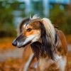 Saluki Animal Paint By Numbers