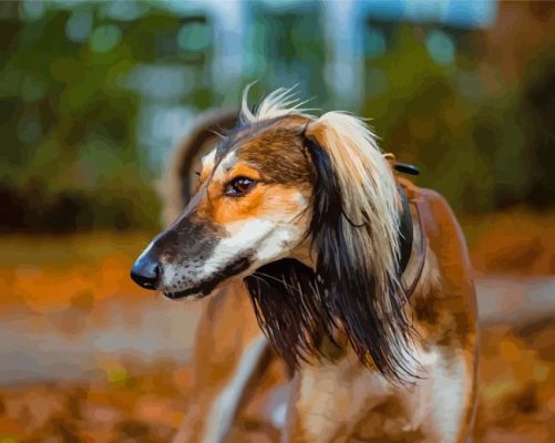 Saluki Animal Paint By Numbers