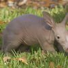 Small Aardvark Paint By Numbers