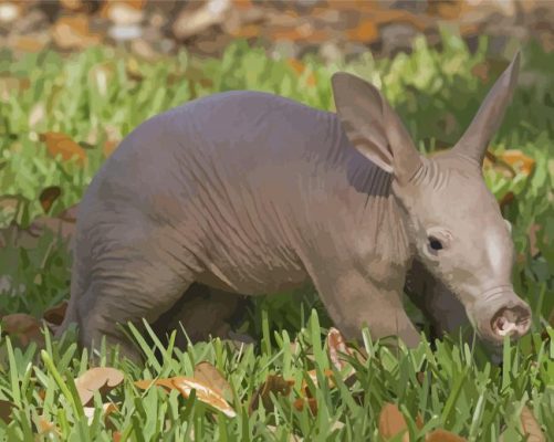 Small Aardvark Paint By Numbers