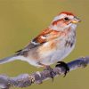 Sparrow Bird In Tree Paint By Numbers