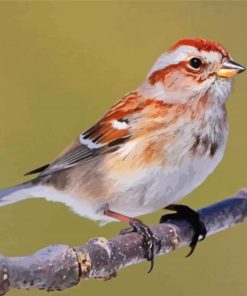 Sparrow Bird In Tree Paint By Numbers