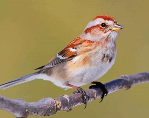 Sparrow Bird In Tree Paint By Numbers