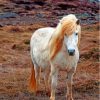 Te Icelandic Pony Horse Paint By Numbers