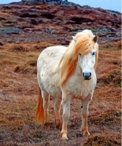 Te Icelandic Pony Horse Paint By Numbers