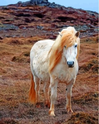 Te Icelandic Pony Horse Paint By Numbers