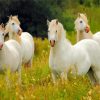 White Group Of Horses Paint By Numbers