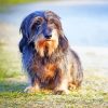 Wire Haired Dachshund Paint By Numbers