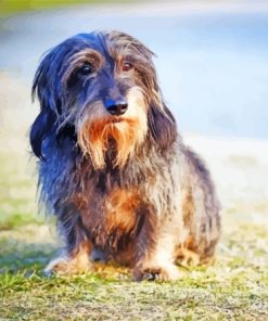 Wire Haired Dachshund Paint By Numbers