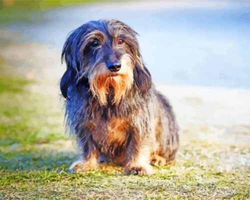 Wire Haired Dachshund Paint By Numbers