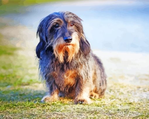 Wire Haired Dachshund Paint By Numbers