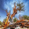 Ancient Bristlecone Pine Forest Paint By Numbers